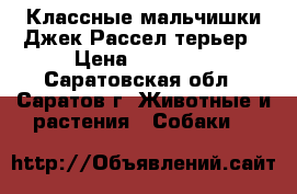 Классные мальчишки Джек Рассел терьер › Цена ­ 40 000 - Саратовская обл., Саратов г. Животные и растения » Собаки   